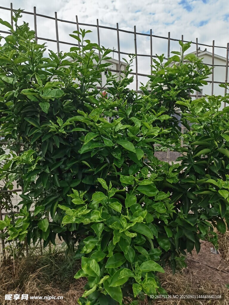 綠葉繁茂的柑橘樹(shù)