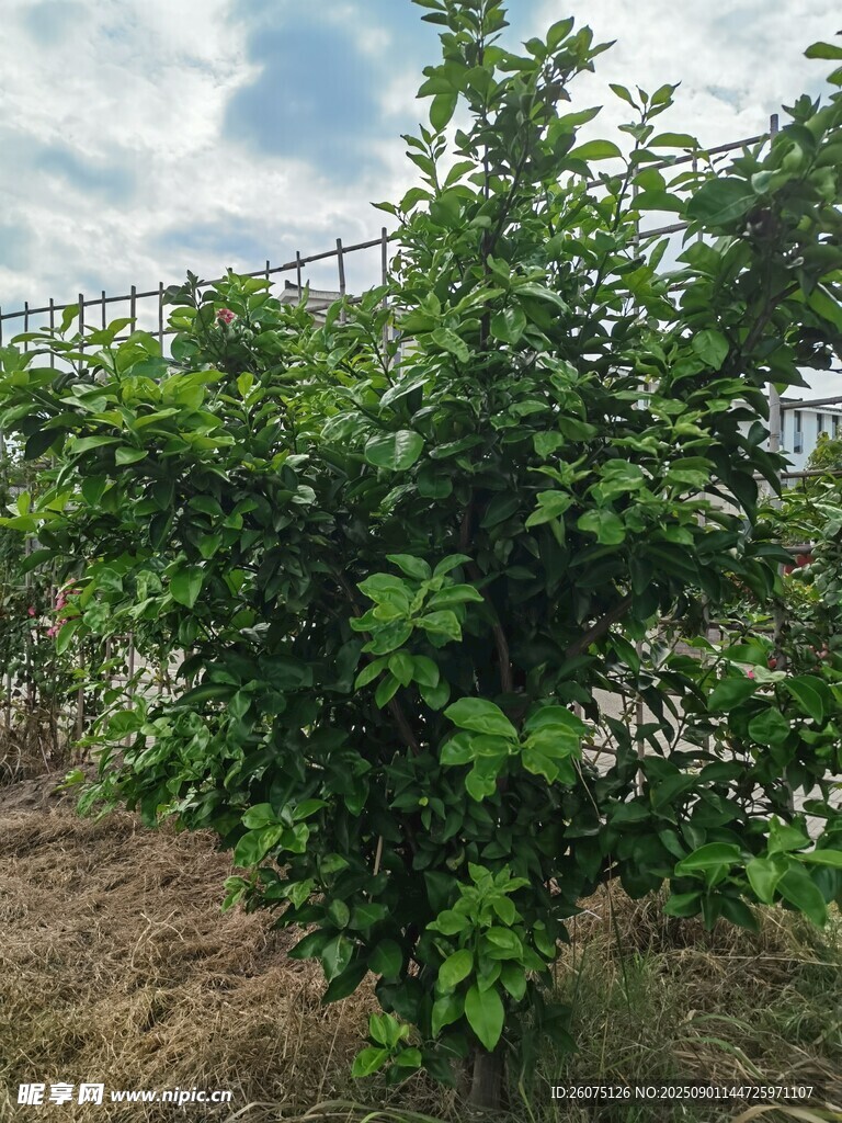 綠葉繁茂的戶(hù)外柑橘樹(shù)