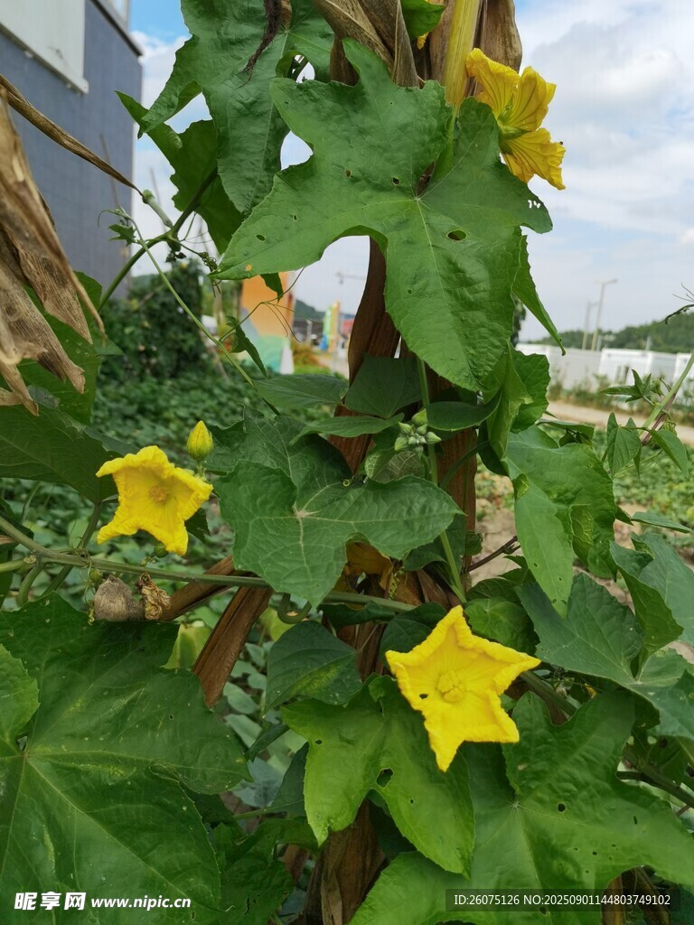 藤蔓上的黃色五角星狀花朵