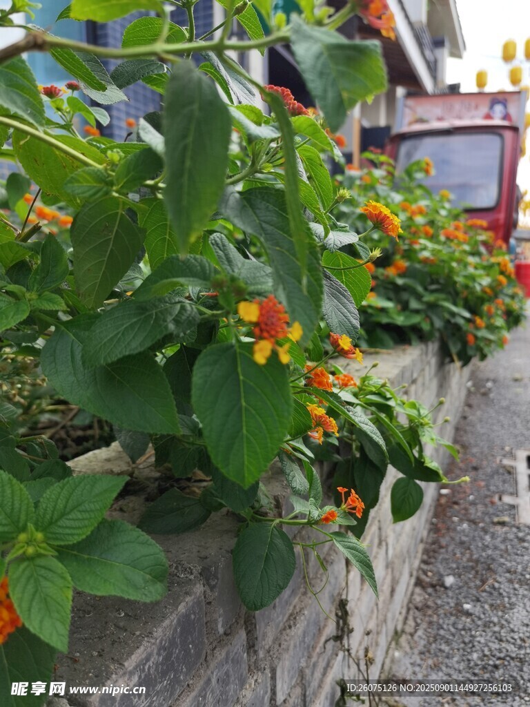 花壇里的馬纓丹