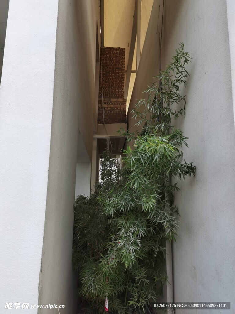 狹窄通道中的綠植景觀