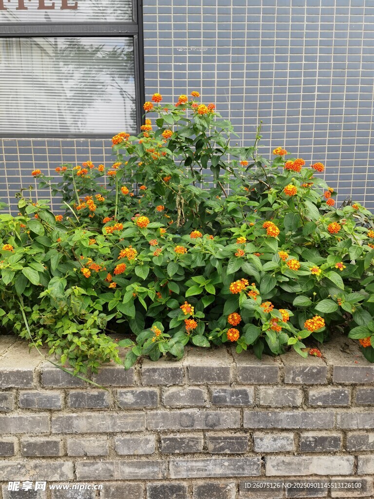 灰色磚墻與綻放的多彩花卉
