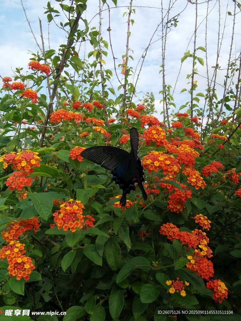 橙色馬纓丹花叢中的黑色蝴蝶
