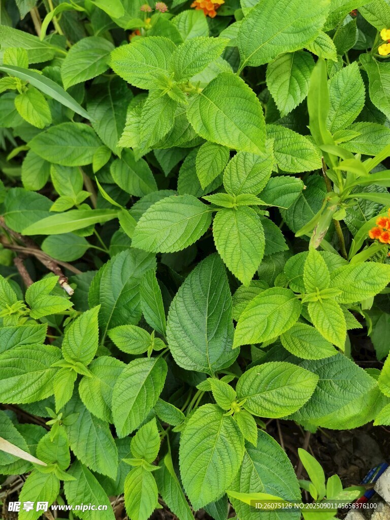 五色梅綠葉間點(diǎn)綴的橙色小花
