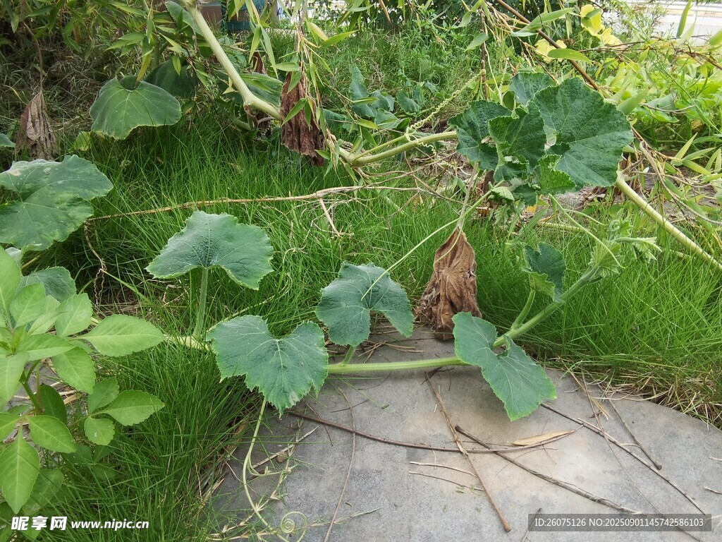 路邊生長的瓜類藤蔓植物
