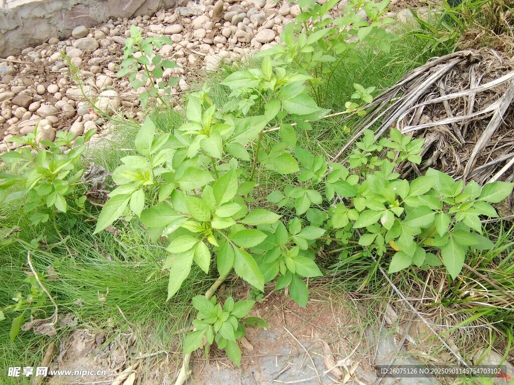 野外生長(zhǎng)的綠色植物