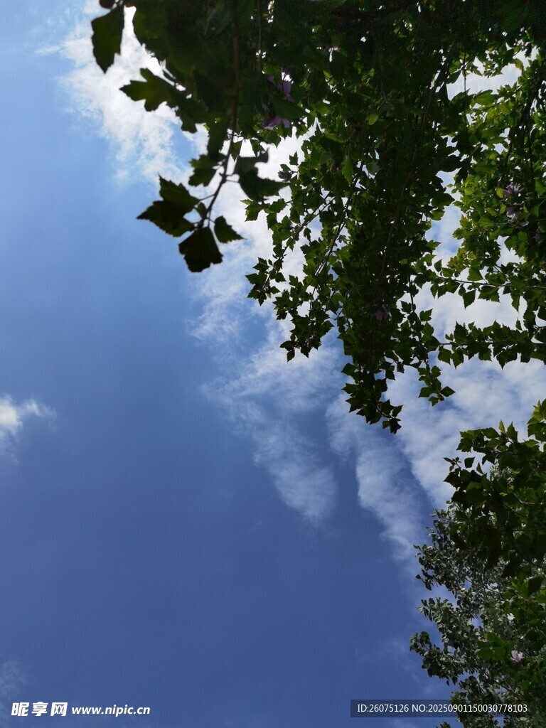 仰望藍(lán)天與枝葉