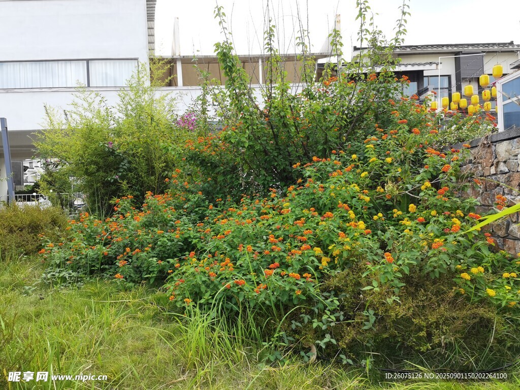 戶外多彩五色梅花叢與草地景觀