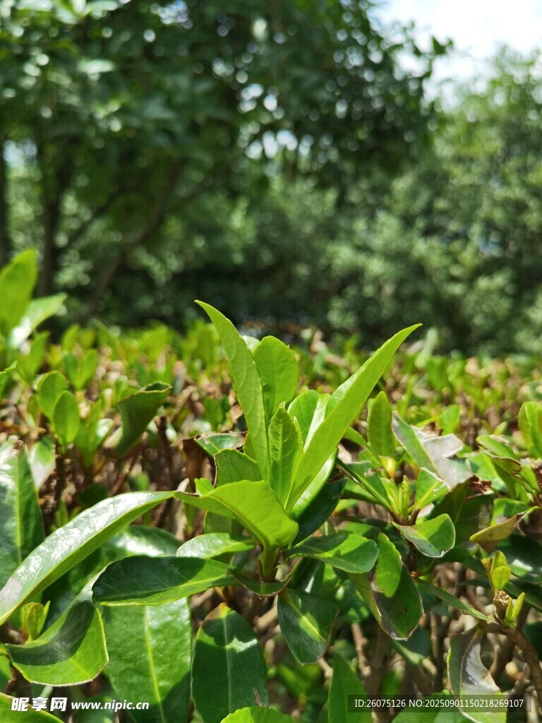 翠綠灌木鮮嫩枝葉