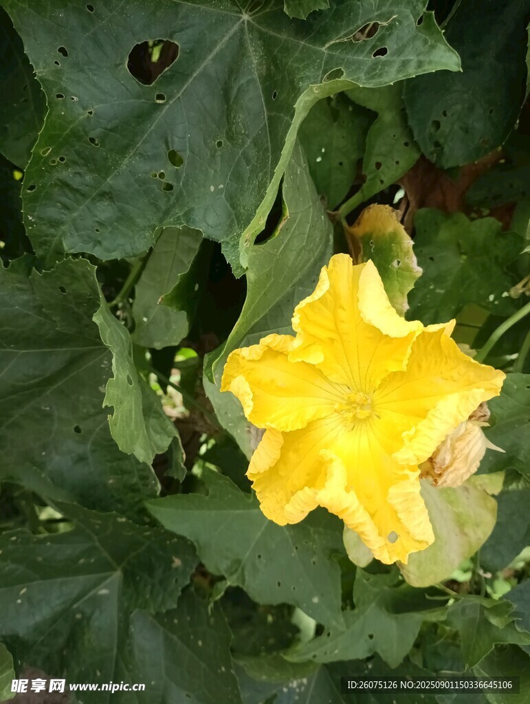 黃色絲瓜花綻放于綠葉間