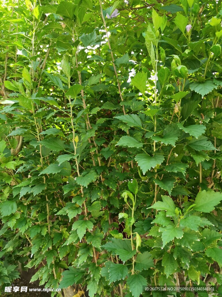 繁茂木槿枝葉