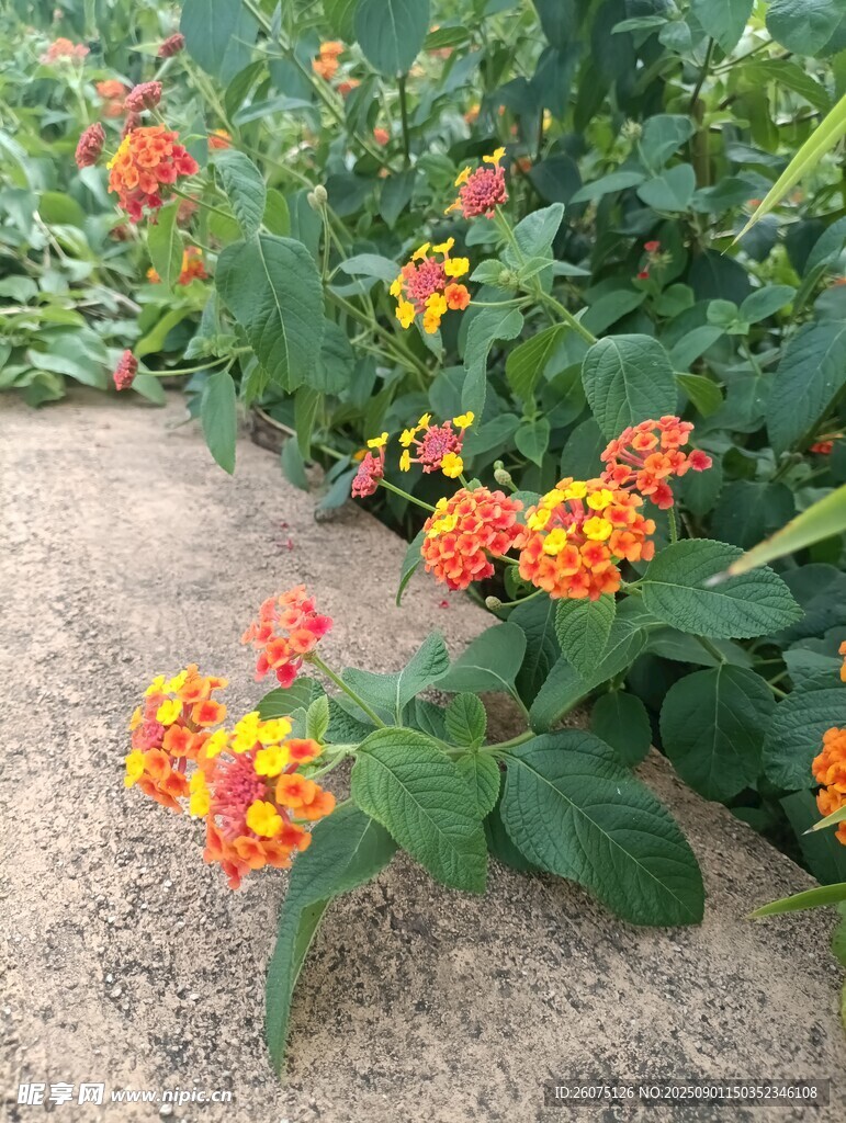 多彩馬纓丹綻放于戶外