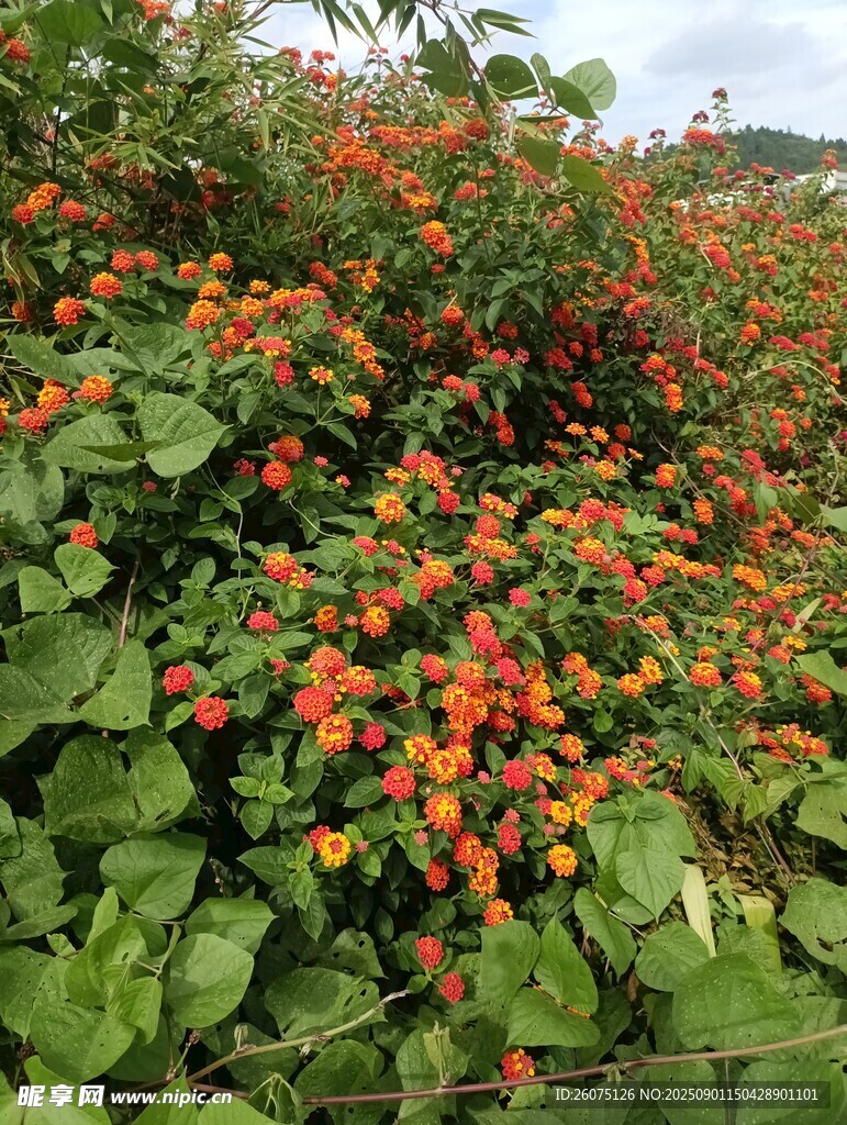 鮮艷繁茂的橙色五色梅花叢