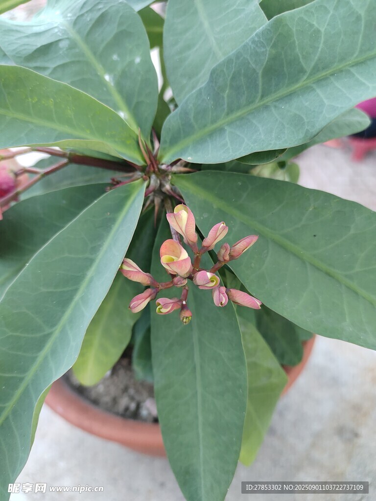 綠葉間的粉色花苞