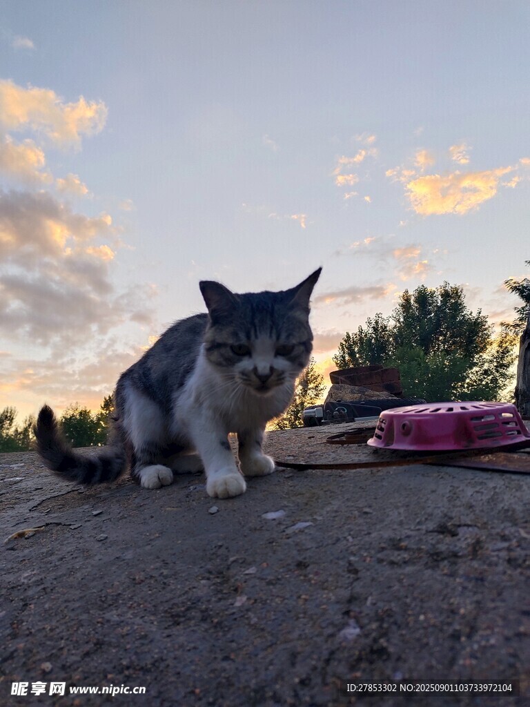 夕陽下的貓咪與彩色物件