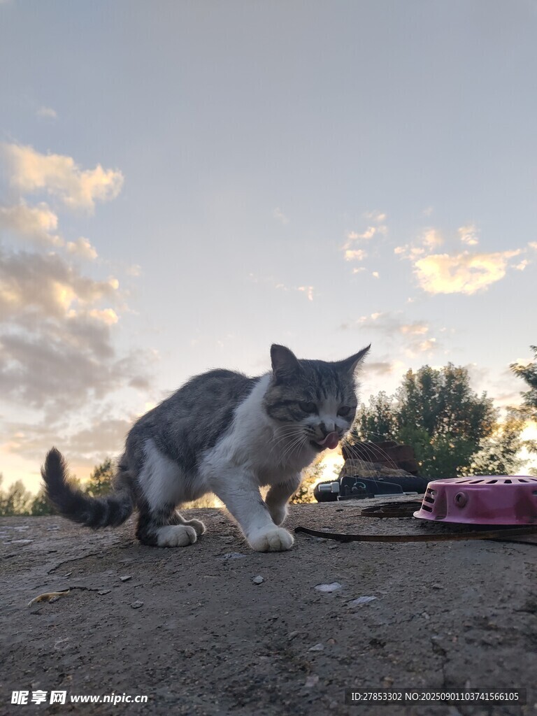 夕陽下專注進食的貓咪
