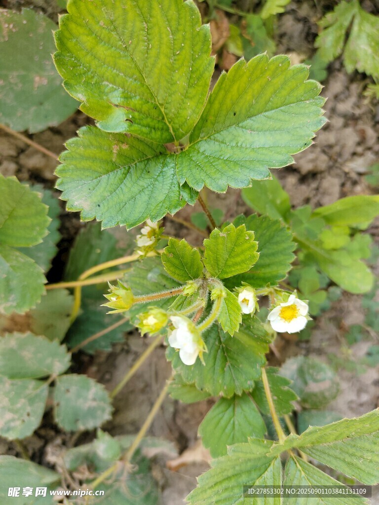 草莓植株上的白色小花