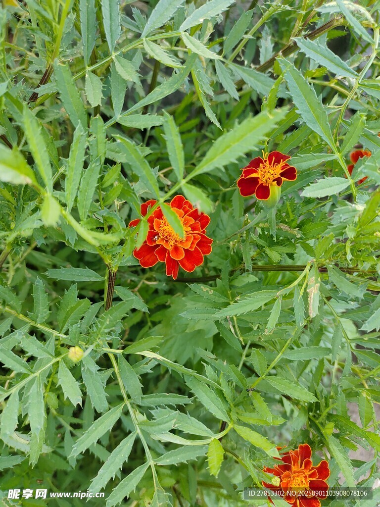 綠葉間綻放的鮮艷萬壽菊