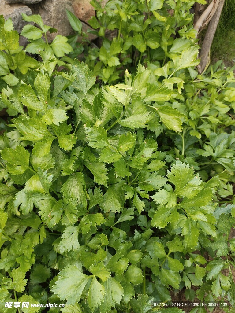 鮮嫩翠綠的香菜植株