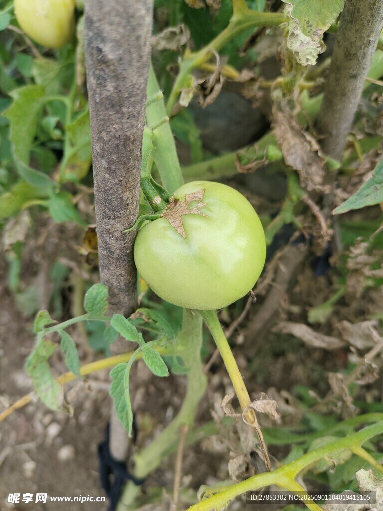 青番茄掛在植株上