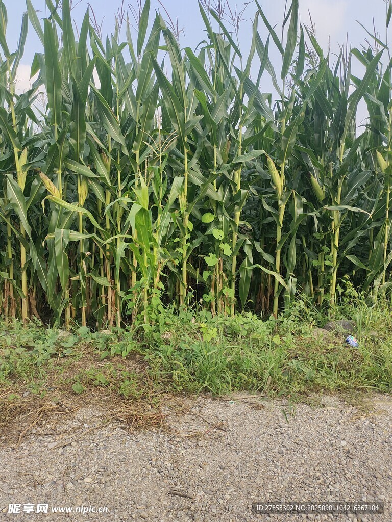 路邊挺拔的玉米植株