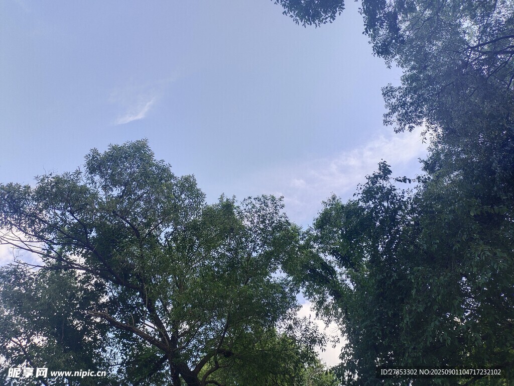 林間樹(shù)梢上的藍(lán)天景致
