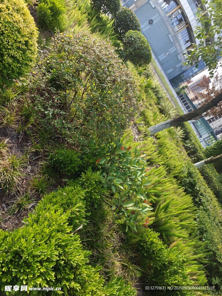 俯瞰城市中的蔥郁綠化帶