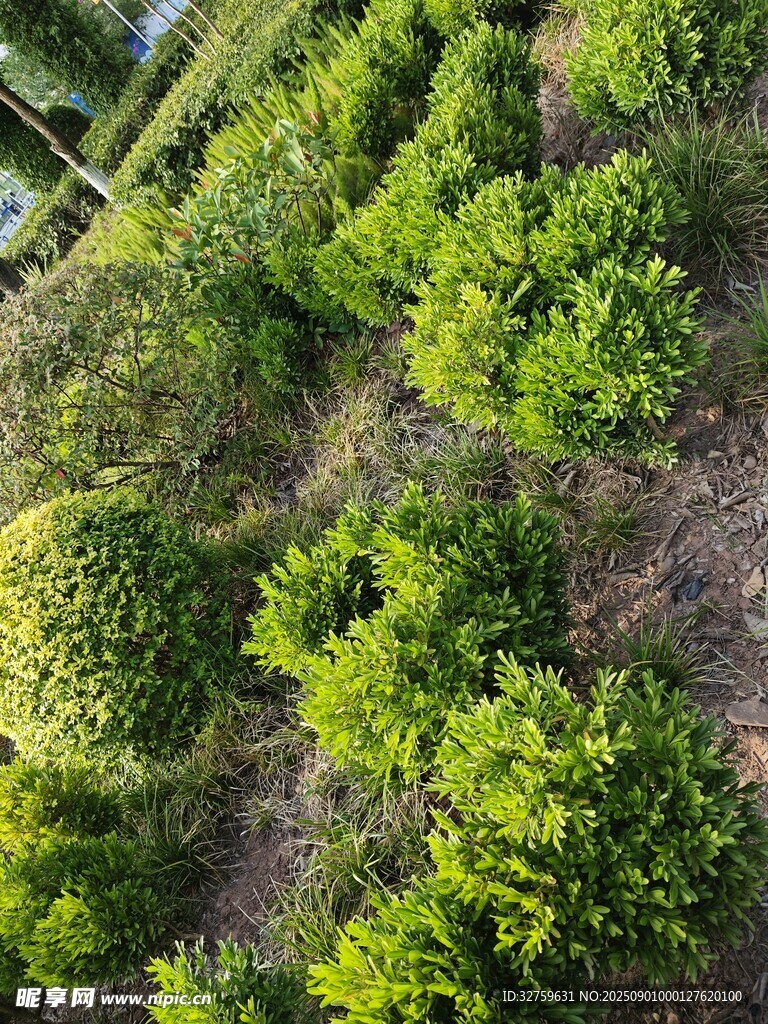 俯瞰蔥郁綠植景觀