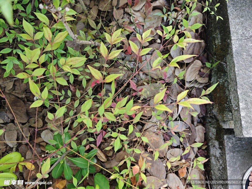 墻角綠植生機盎然