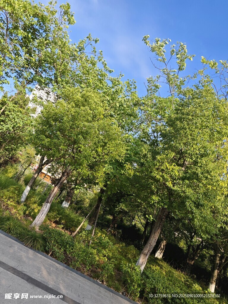 林蔭道路