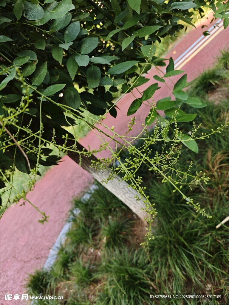 綠葉垂于紅徑旁