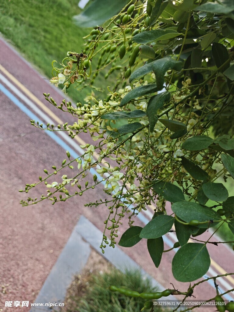 綠葉繁茂的路旁植物