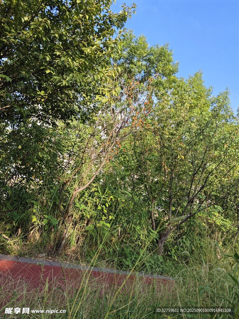 林間草地的自然景致