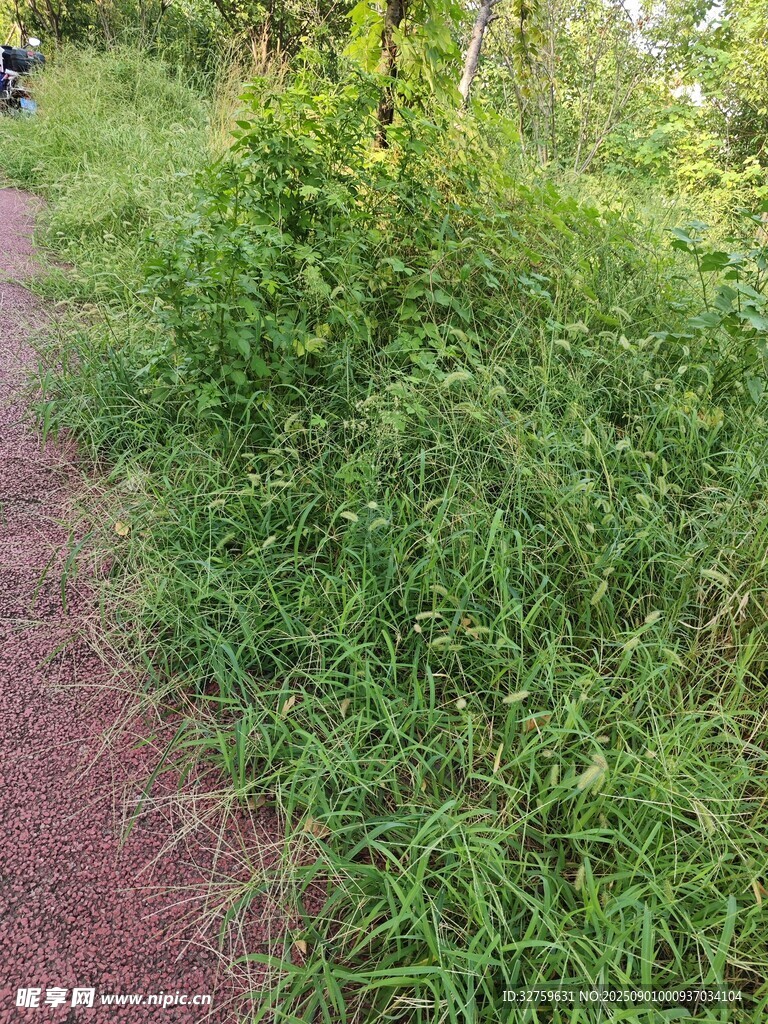 小徑旁的繁茂綠色植物