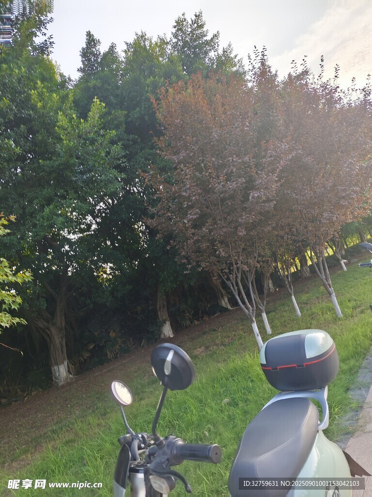 路邊停放的摩托車與樹木