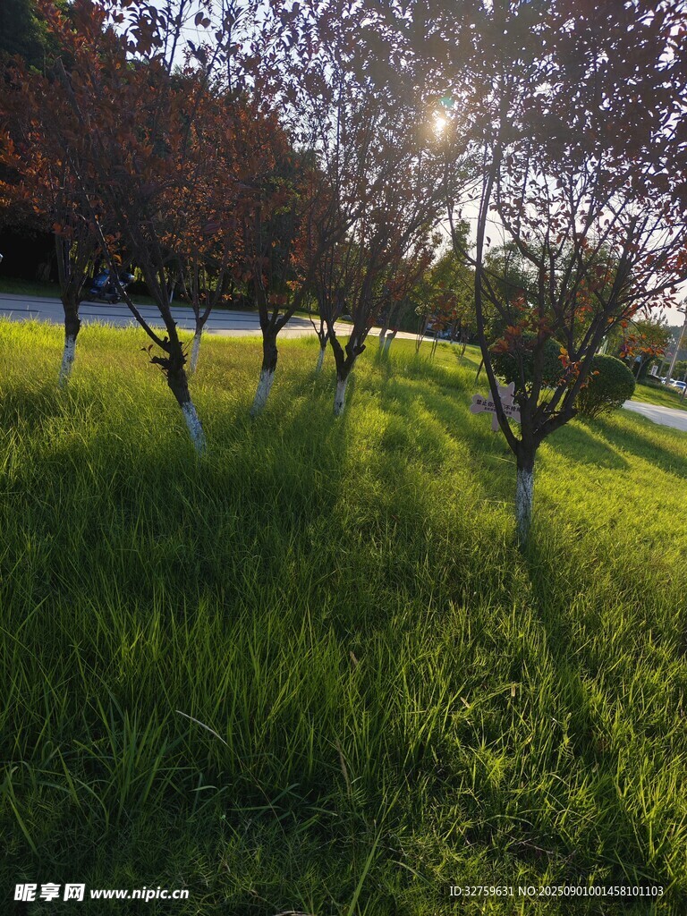 陽光灑落草地樹木美景