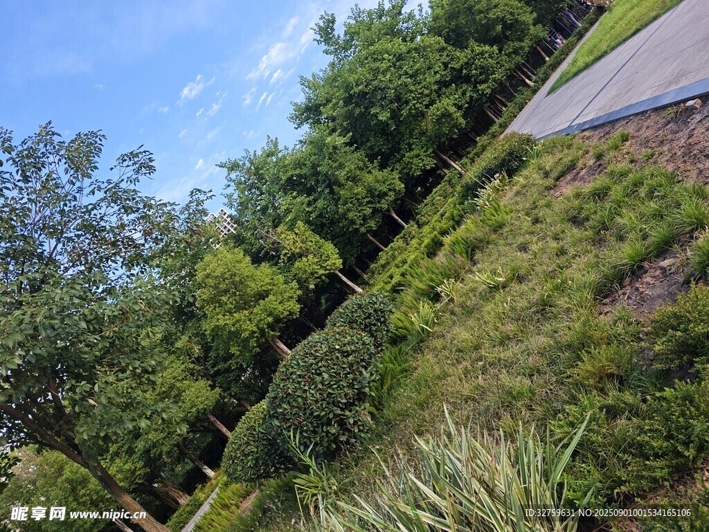 戶外蔥郁綠植景觀