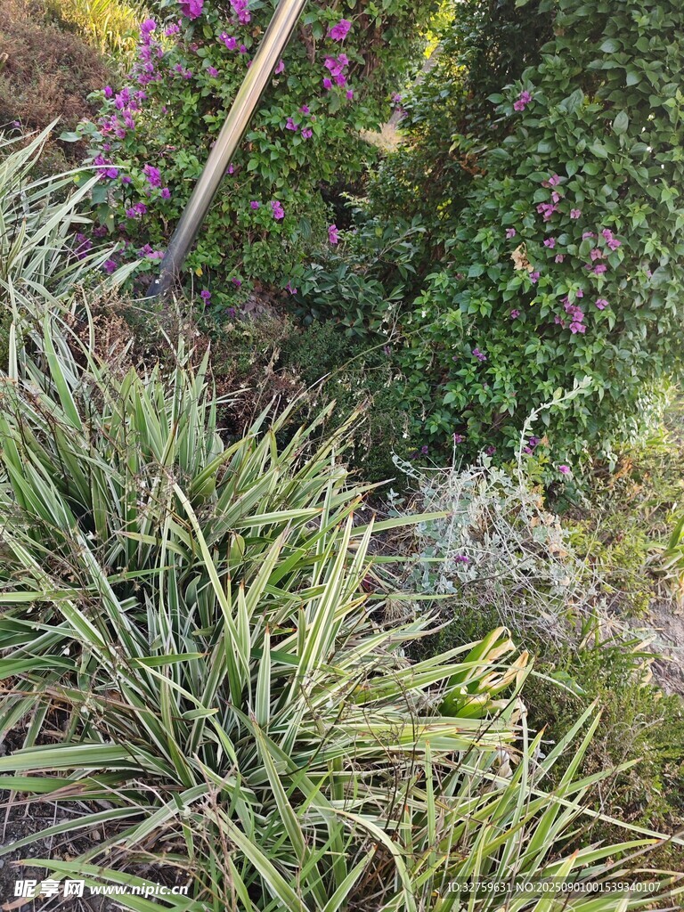 翠綠植物與紫色花卉景觀