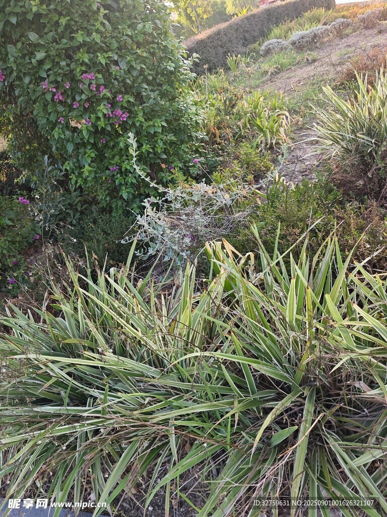 戶外翠綠叢生的多樣植物