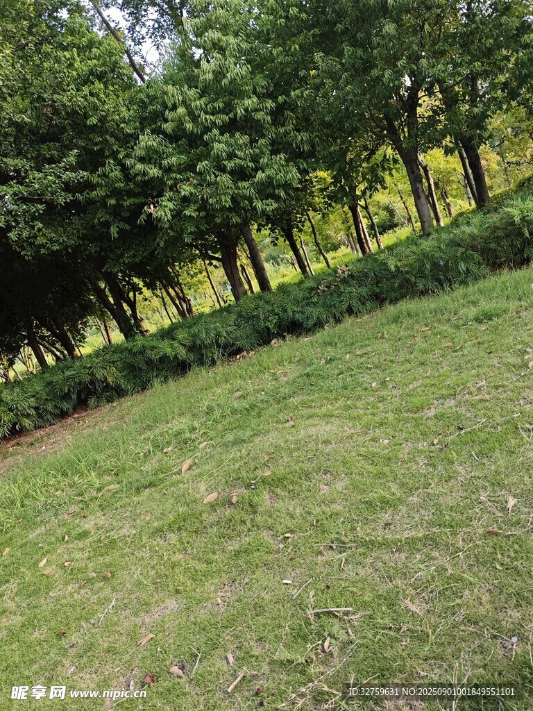 綠意盎然的草地與樹(shù)林