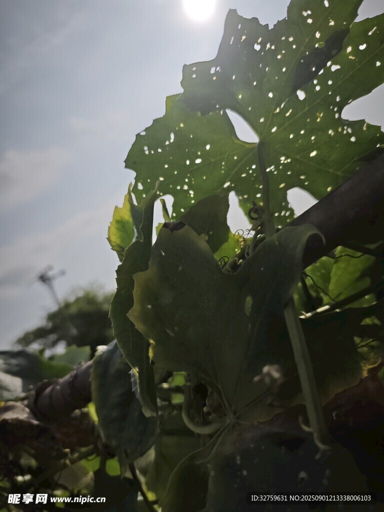 陽光下的斑駁綠葉