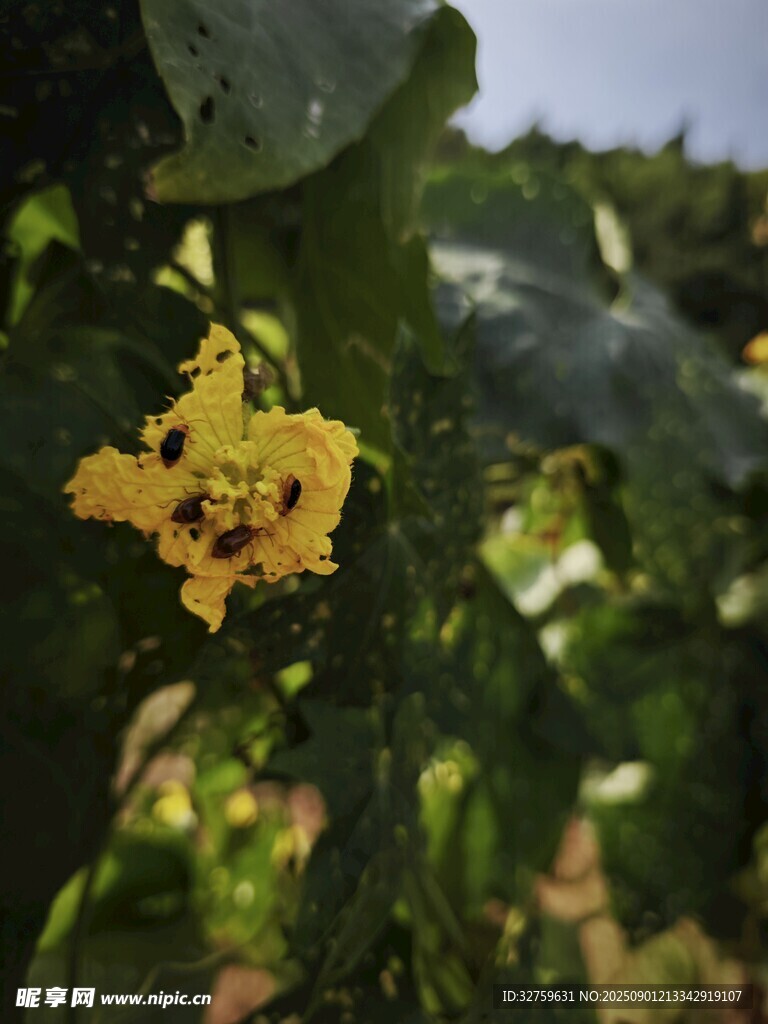 藤蔓上的黃色花朵