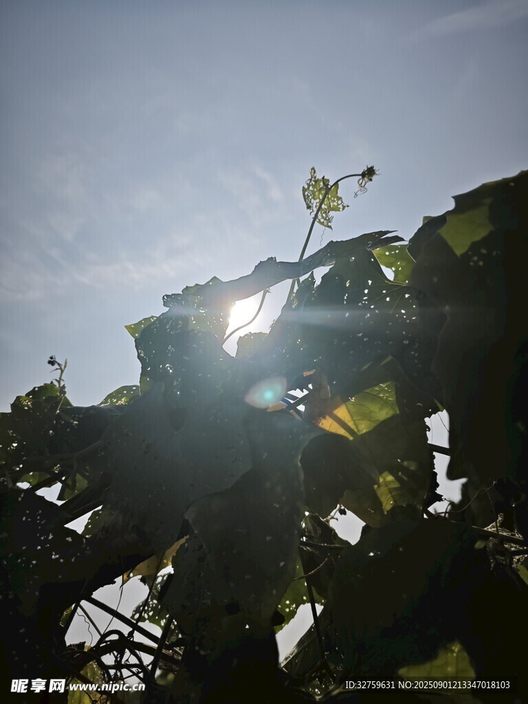 陽光穿透枝葉的自然美景