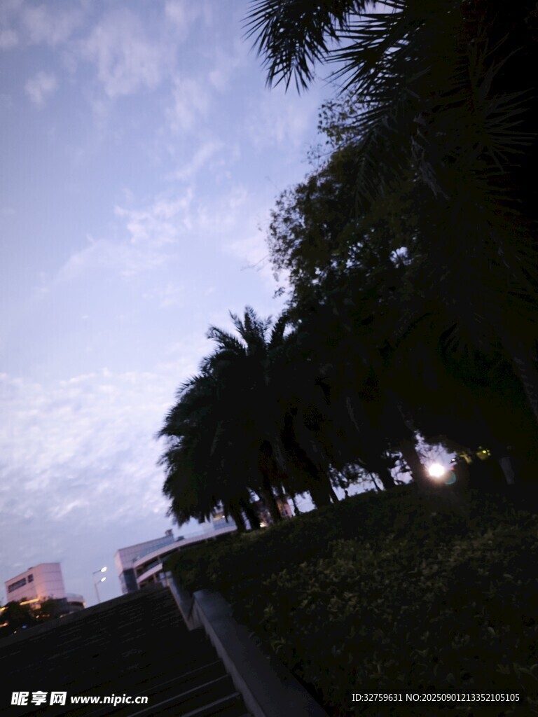 黃昏下的棕櫚樹景觀