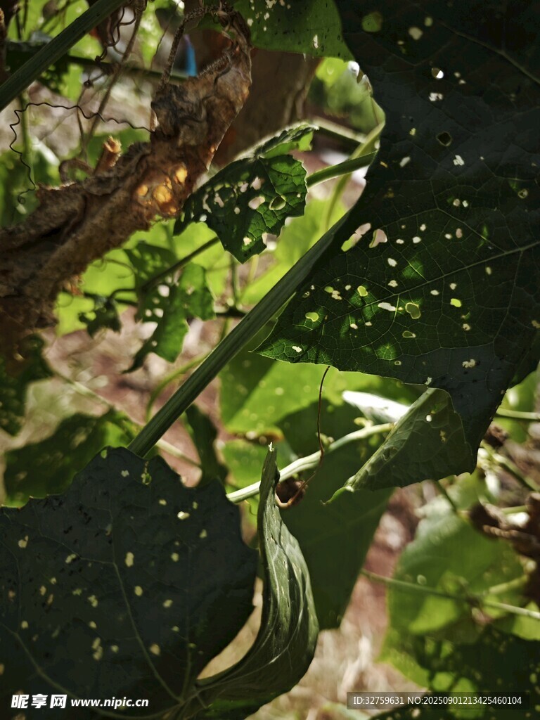 藤蔓間的綠色瓜類植物