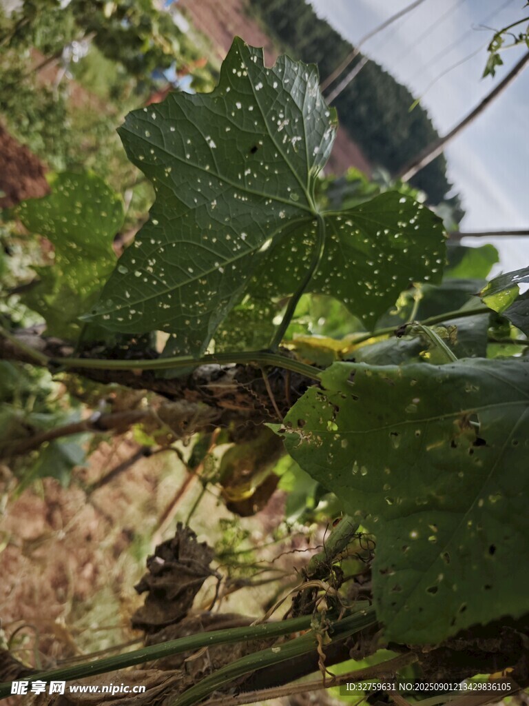葡萄藤上帶水珠的綠葉