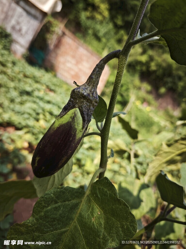 掛在枝頭的紫茄子