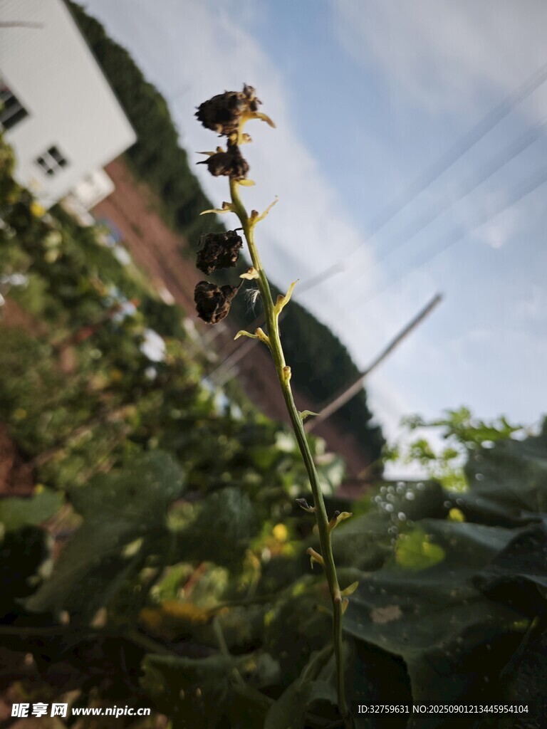 陽光下的單株花卉特寫
