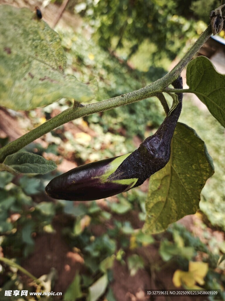 枝頭掛著的紫長茄子