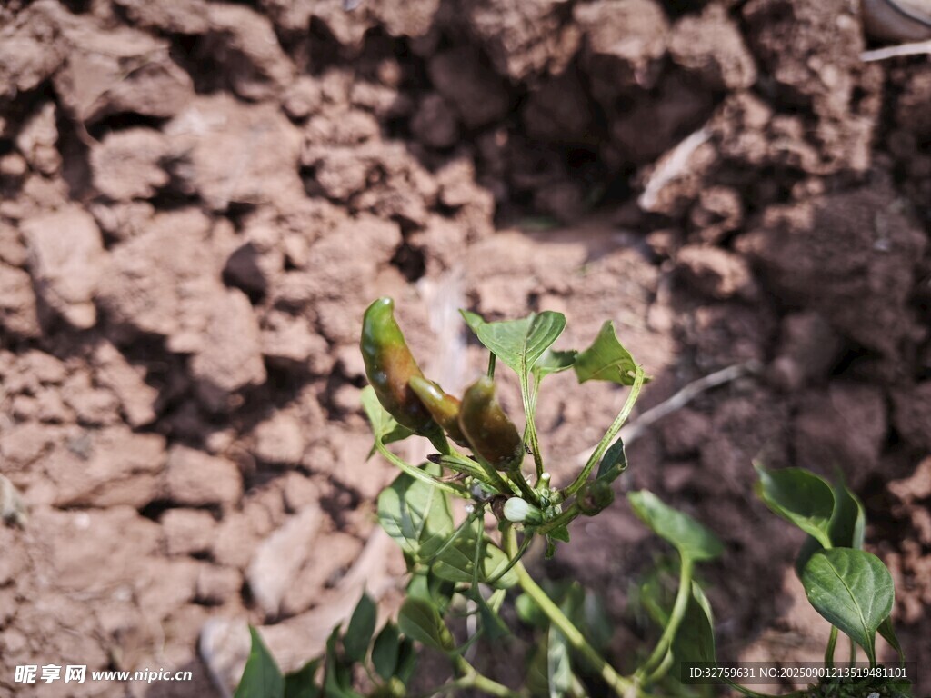 泥土中的綠色小植物